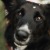 a dog outdoors