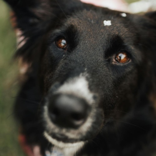 We love your furry friends a dog outdoors