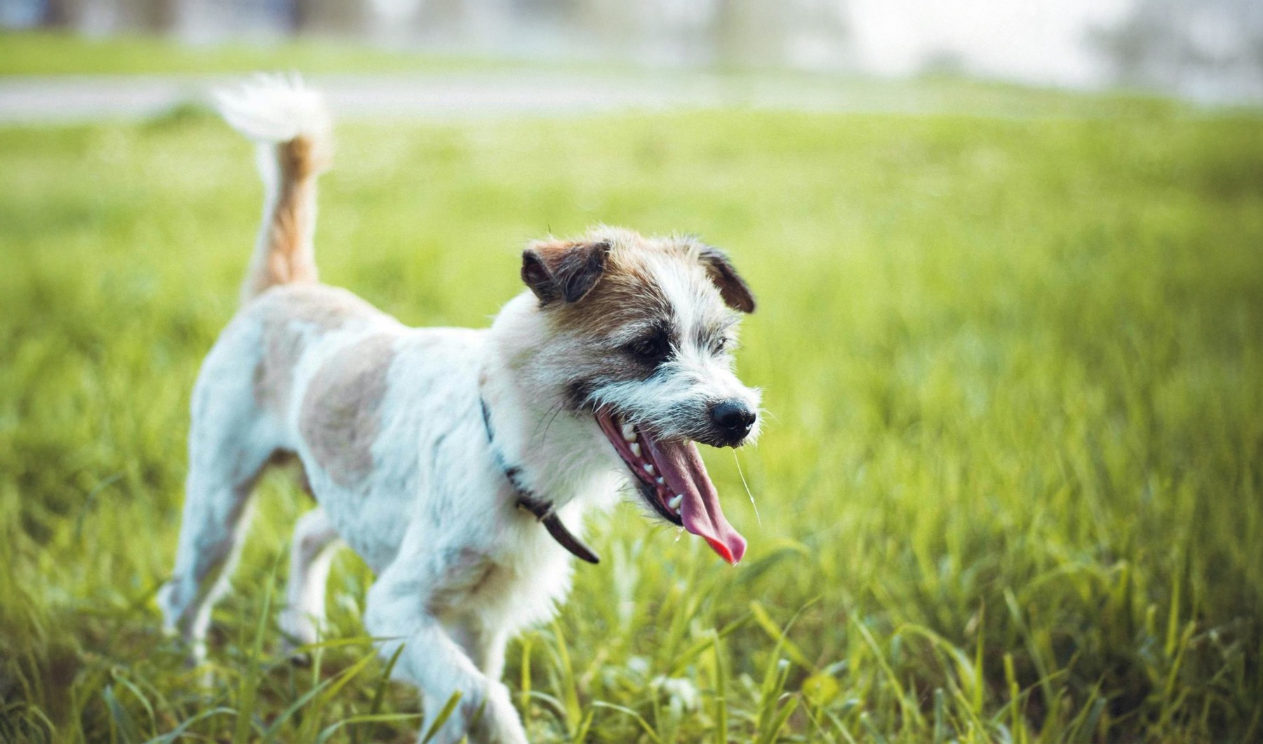 We welcome your pet family a dog running in a grassy area